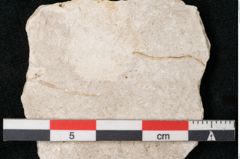 Foto (Detailansicht) von Plantae indet.  (NHMW-GEO-2024-0188-11477)